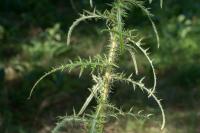 Cirsium palustre