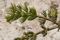 Ceratophyllum demersum