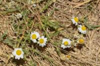 Chamaemelum nobile