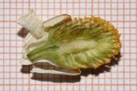 Chamaemelum nobile