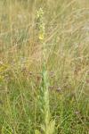 Verbascum thapsus