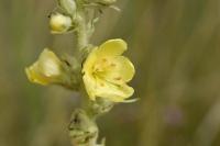 Verbascum thapsus