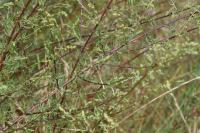 Artemisia campestris