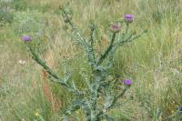 Onopordum acanthium