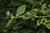 Arctium minus