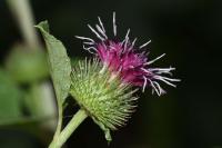 Arctium minus