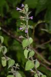 Clinopodium nepeta