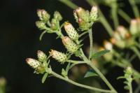 Inula conyzae