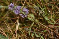 Mentha pulegium