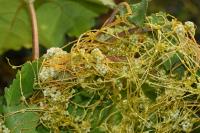 Cuscuta campestris