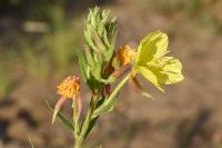 Oenothera biennis