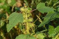 Xanthium orientale
