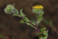 Pulicaria vulgaris