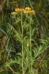 Tanacetum vulgare