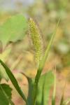 Setaria italica subsp. pycnocoma