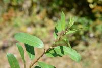 Salix triandra