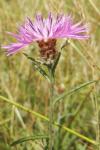 Centaurea decipiens