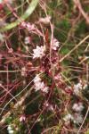 Cuscuta epithymum