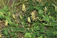 Astragalus glycyphyllos