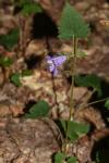 Campanula trachelium