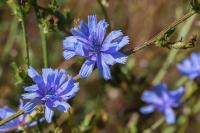 Cichorium intybus