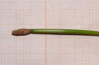 Eleocharis palustris