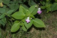 Impatiens balfourii