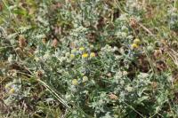 Pulicaria vulgaris