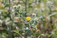 Pulicaria vulgaris