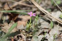 Centaurium pulchellum