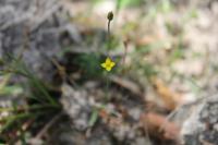 Cicendia filiformis