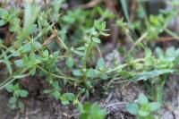 Lysimachia minima