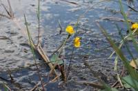 Utricularia neglecta