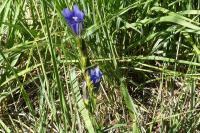 Gentiana pneumonanthe