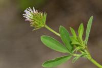 Trifolium squamosum