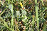 Hypericum elodes