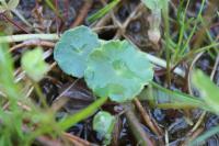 Hydrocotyle vulgaris
