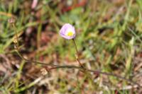 Baldellia repens