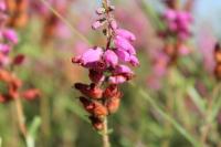 Erica ciliaris