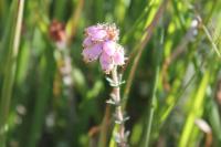 Erica tetralix