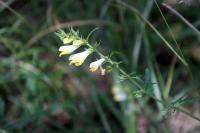 Melampyrum pratense