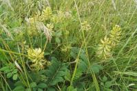 Astragalus glycyphyllos