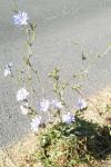 Cichorium intybus