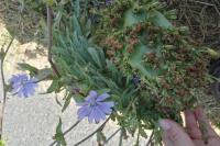 Cichorium intybus