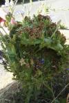 Cichorium intybus