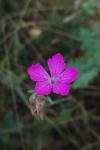 Dianthus carthusianorum