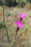 Dianthus carthusianorum