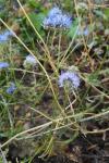 Jasione montana