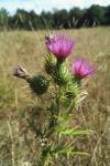 Cirsium vulgare