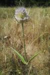 Dipsacus fullonum